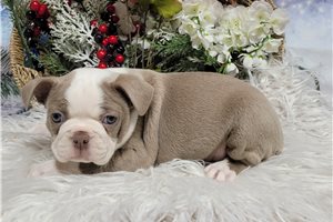 Denise - Boston Terrier for sale