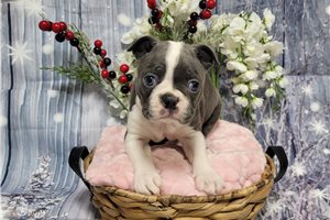 Tori - Boston Terrier for sale