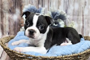 Finn - Boston Terrier for sale