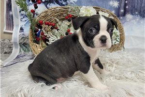 Dillon - Boston Terrier for sale