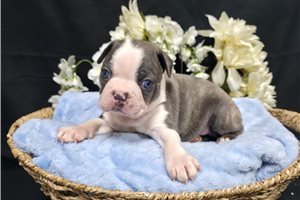 Mikey - Boston Terrier for sale
