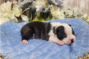 Scottie - puppy for sale