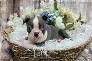 Miles - Boston Terrier for sale