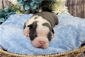 Mikey - Boston Terrier for sale