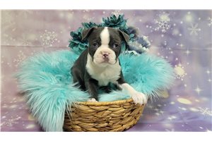 Clarence - Boston Terrier for sale