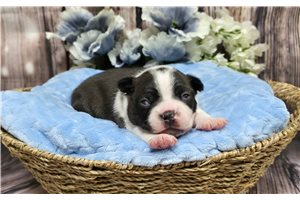 Finn - Boston Terrier for sale
