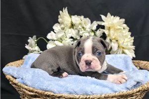 Miles - Boston Terrier for sale