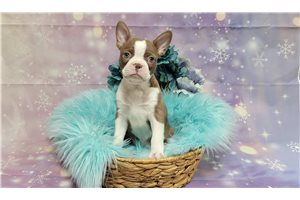 Clement - Boston Terrier for sale