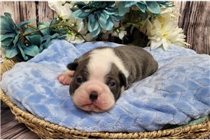 Milburn - Boston Terrier for sale