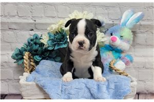 Cisko - Boston Terrier for sale