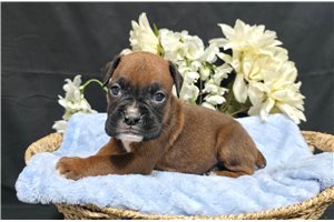 Rojo - Boxer for sale