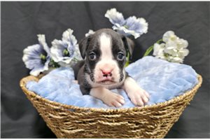 Barton - Boxer for sale