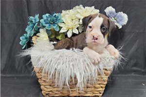 Oakley - puppy for sale