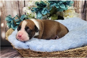 Rogelio - Boxer for sale