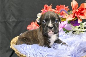 Kelly - Boxer for sale