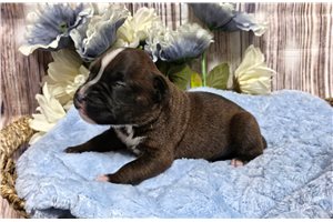 Kody - puppy for sale