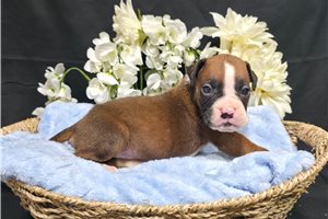 Rogelio - Boxer for sale