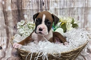 Rogelio - Boxer for sale