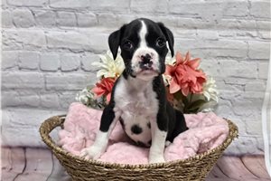 Bessie - Boxer for sale