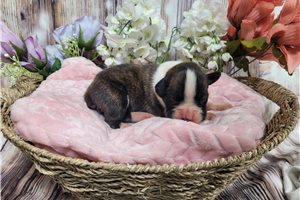 Maeve - Boxer for sale