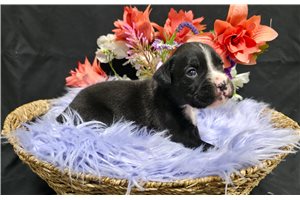 Bella - Boxer for sale