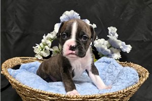 Keaton - Boxer for sale