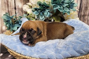 Rocky - Boxer for sale