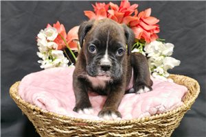 Kelly - Boxer for sale