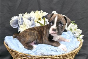 Keaton - Boxer for sale