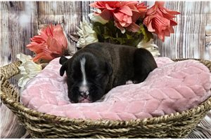 Kelly - Boxer for sale