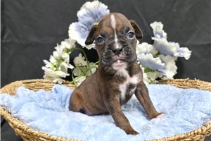 Kody - Boxer for sale
