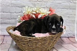 Kelly - Boxer for sale
