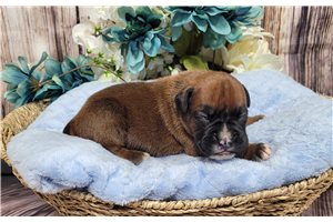 Rojo - Boxer for sale