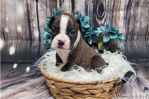 Dash - Boxer for sale