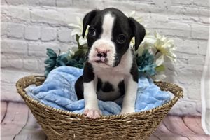 Barton - Boxer for sale
