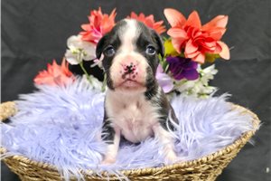 Bessie - Boxer for sale