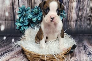 Michael - Boxer for sale