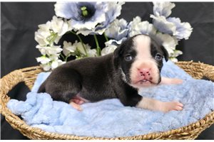Barton - Boxer for sale