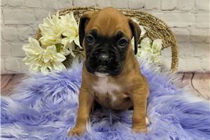Maria - Boxer for sale