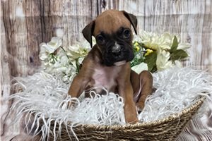 Rocky - Boxer for sale