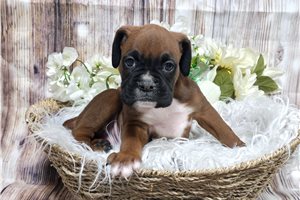Rojo - Boxer for sale