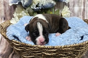 Keaton - puppy for sale