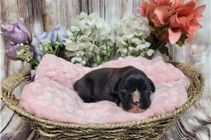 Madison - Boxer for sale