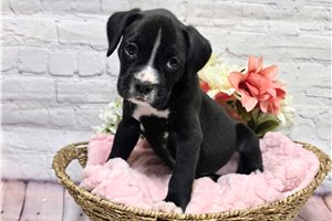 Bella - Boxer for sale