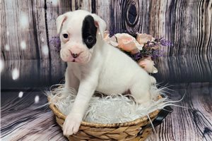 Mila - Boxer for sale