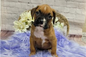 Millie - Boxer for sale