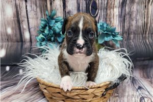 Darvin - Boxer for sale