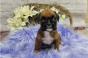 Daphne - Boxer for sale