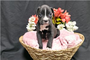 Bella - Boxer for sale