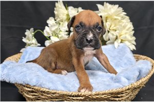 Rocky - Boxer for sale